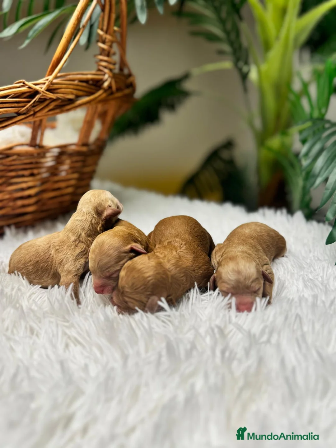 Caniche Toy perros en venta: CANICHE TOY - Anuncio 15