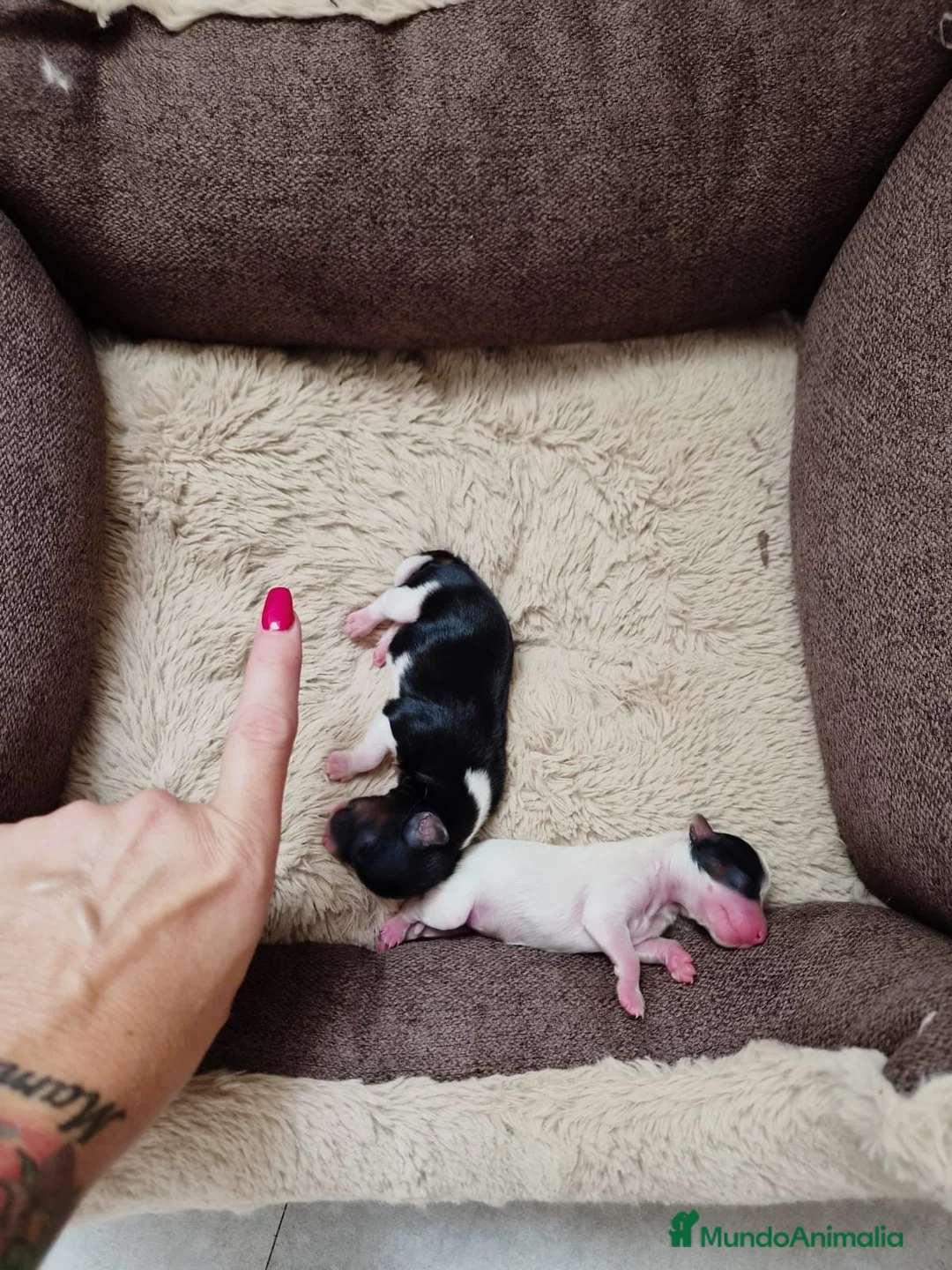 Biewer Yorkshire Terrier a la Pom Pon perros en venta: Yorkshire Biewer  - Anuncio 1
