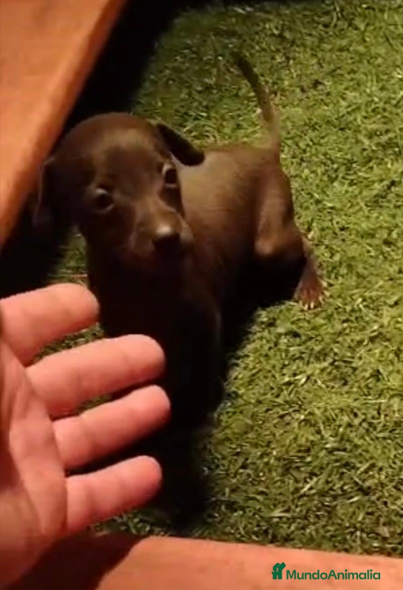 Pequeño Lebrel Italiano perros en venta: 2 Machitos de Galgo enano italiano - Anuncio 1