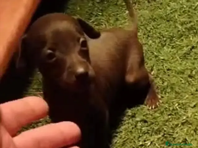 Pequeño Lebrel Italiano perros en venta: 2 Machitos de Galgo enano italiano - Anuncio 1