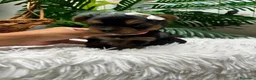 Yorkshire Terrier perros en venta: YORKSHIRE TERRIER MACHO - Anuncio 10