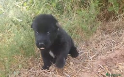Perro Lobo Checoslovaco perros en venta: Perro lobo bajo contenido - Imagen 4