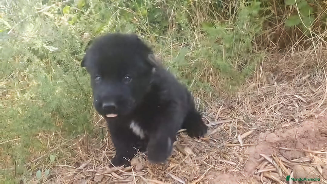 Perro Lobo Checoslovaco perros en venta: Perro lobo bajo contenido - Imagen 4