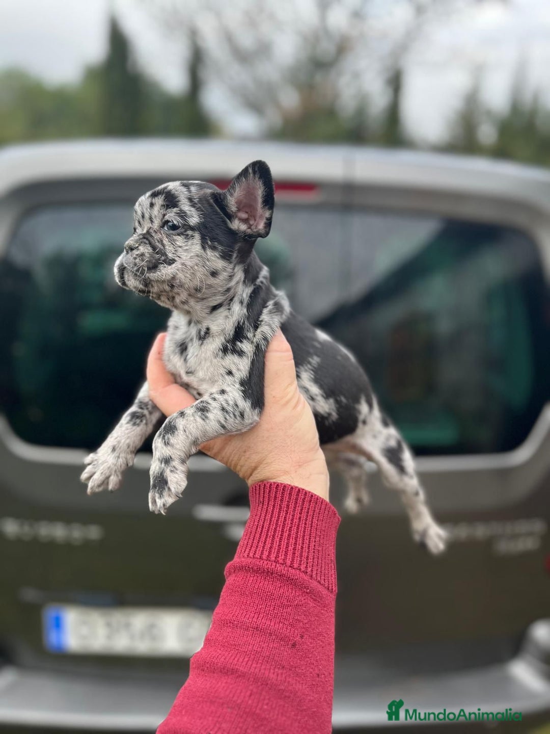 Bulldog Francés perros en venta: Espectacular macho de Bulldog Frances merle - Anuncio 5