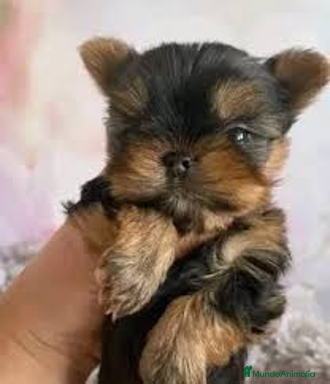 Yorkshire Terrier perros en venta: YORKSHIRE - Imagen 1