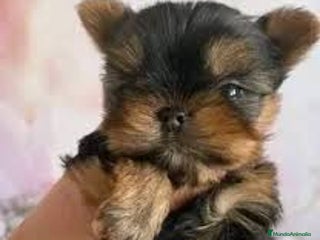 Yorkshire Terrier perros - Anuncio 9