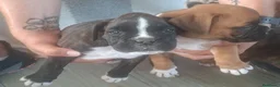 Boxer perros en venta: BOXER - Anuncio 3
