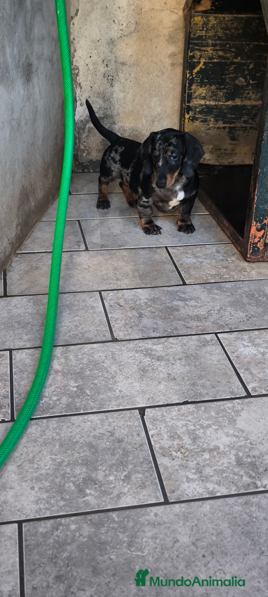 Teckel Miniatura perros en venta: teckel miniatura arlequín plata  - Anuncio 3