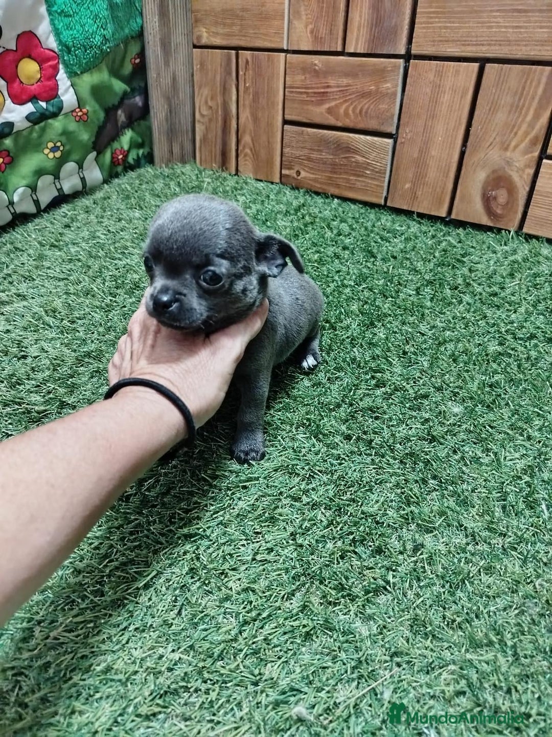 Chihuahua perros en venta: Chihuahua cabeza manzana  - Imagen 2