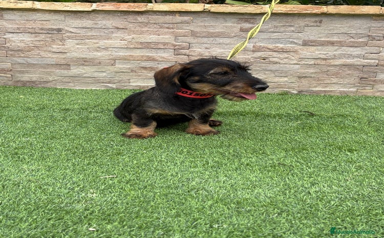 Teckel perros - Anuncio 1