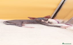 Sphynx gatos en venta: Hembrita bicolor  - Imagen 5