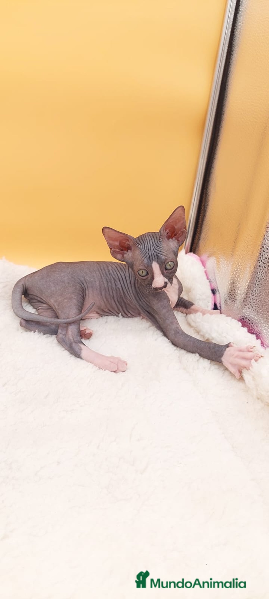 Sphynx gatos en venta: Hembrita bicolor  - Imagen 5