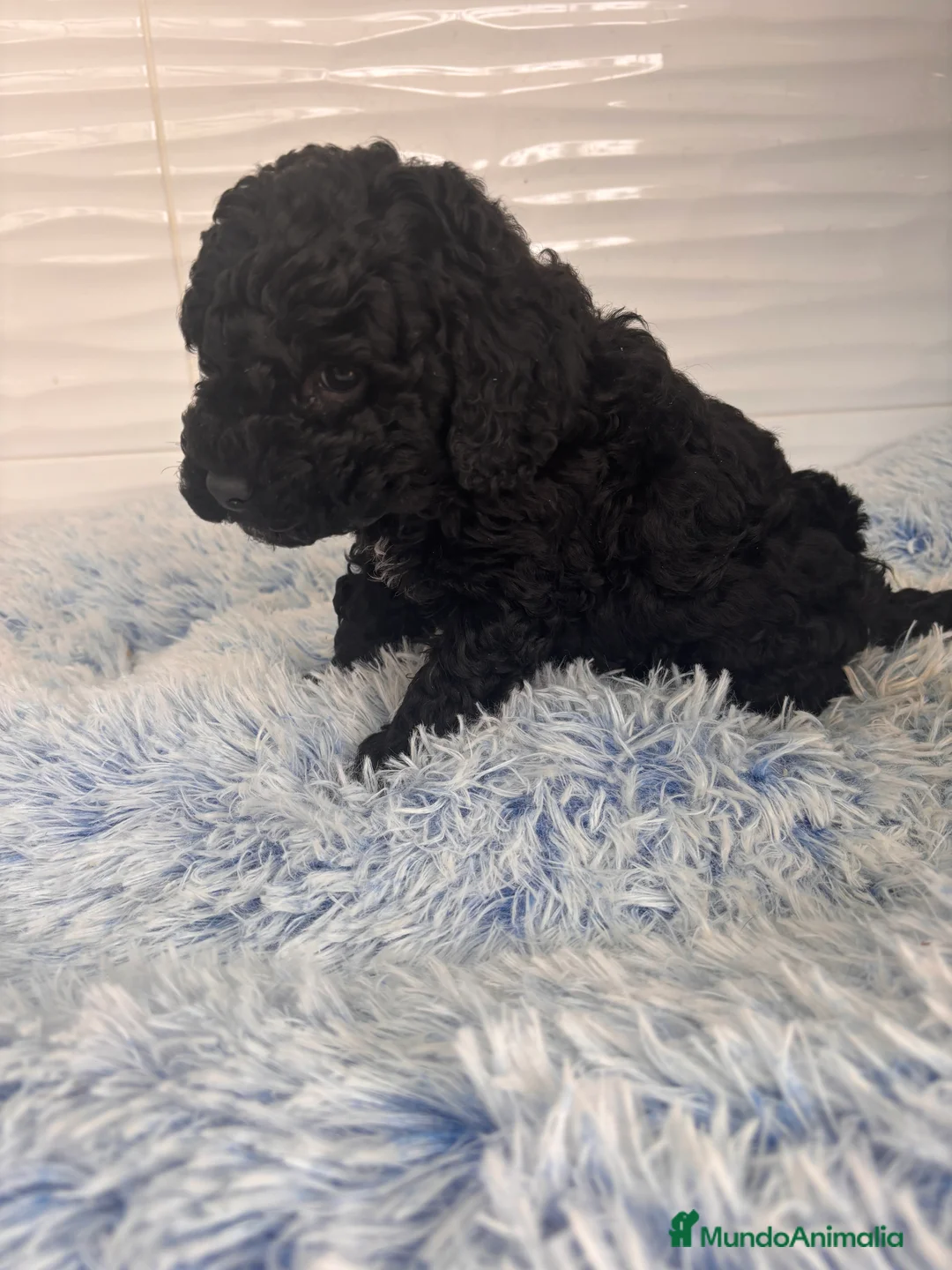 Caniche Toy perros en venta: CANICHE TOY - Anuncio 2