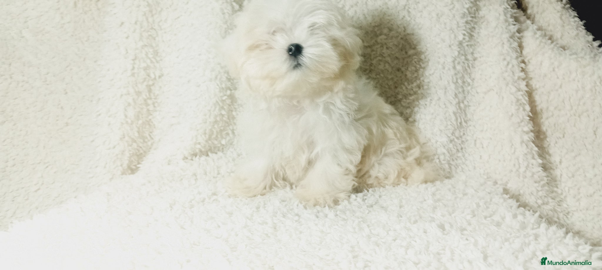 Bichón Maltés perros ‼️‼️PRECIOSA CAMADA DE BICHÓN MALTES COREANO TOY  - Anuncio 1