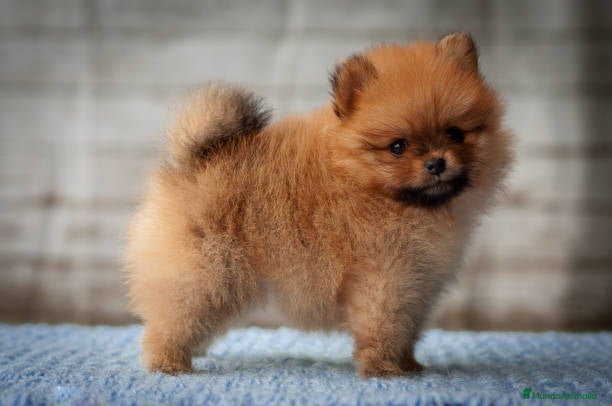 Pomerania perros LULU POMERANIA TOY  - Anuncio 9