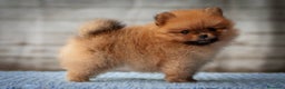 Pomerania perros en venta: LULU POMERANIA TOY  - Anuncio 1