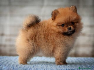 Pomerania perros LULU POMERANIA TOY - Anuncio 2