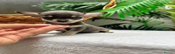 Chihuahua perros en venta: CHIHUAHUA BLUE - MACHOS - Anuncio 3