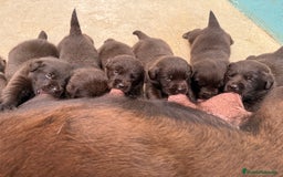 Labrador Retriever perros en venta: Labrador Retrieber - Imagen 7
