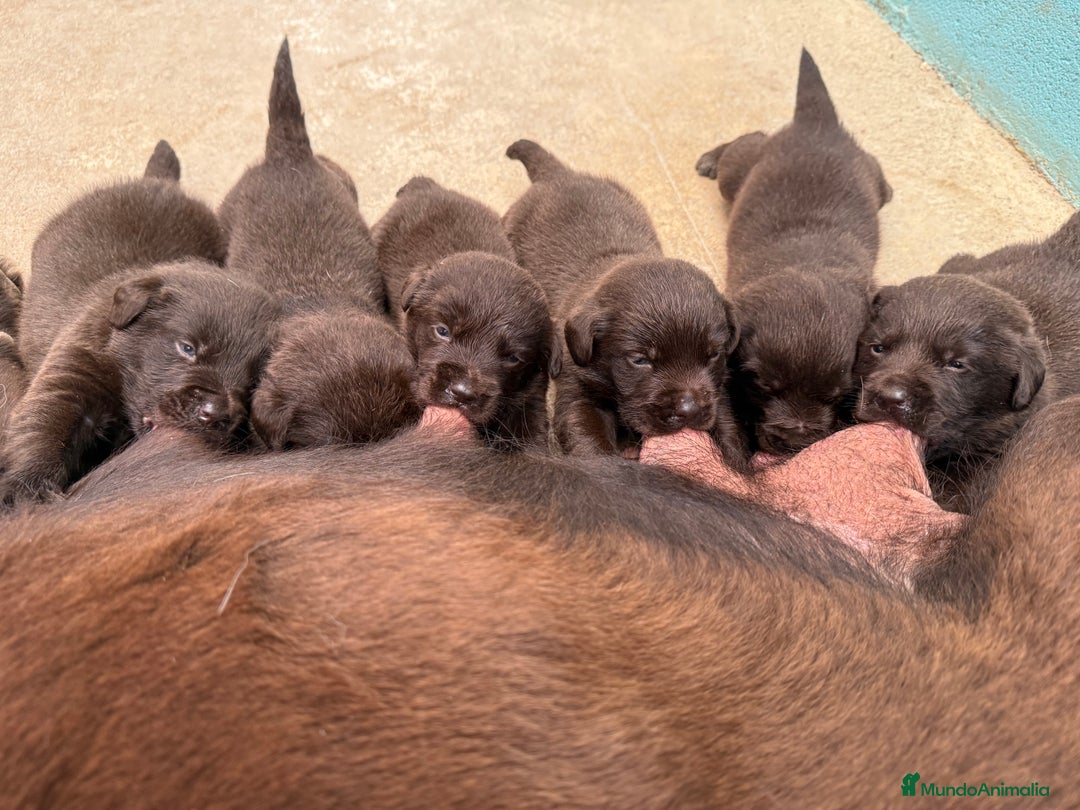 Labrador Retriever perros en venta: Labrador Retrieber - Imagen 7