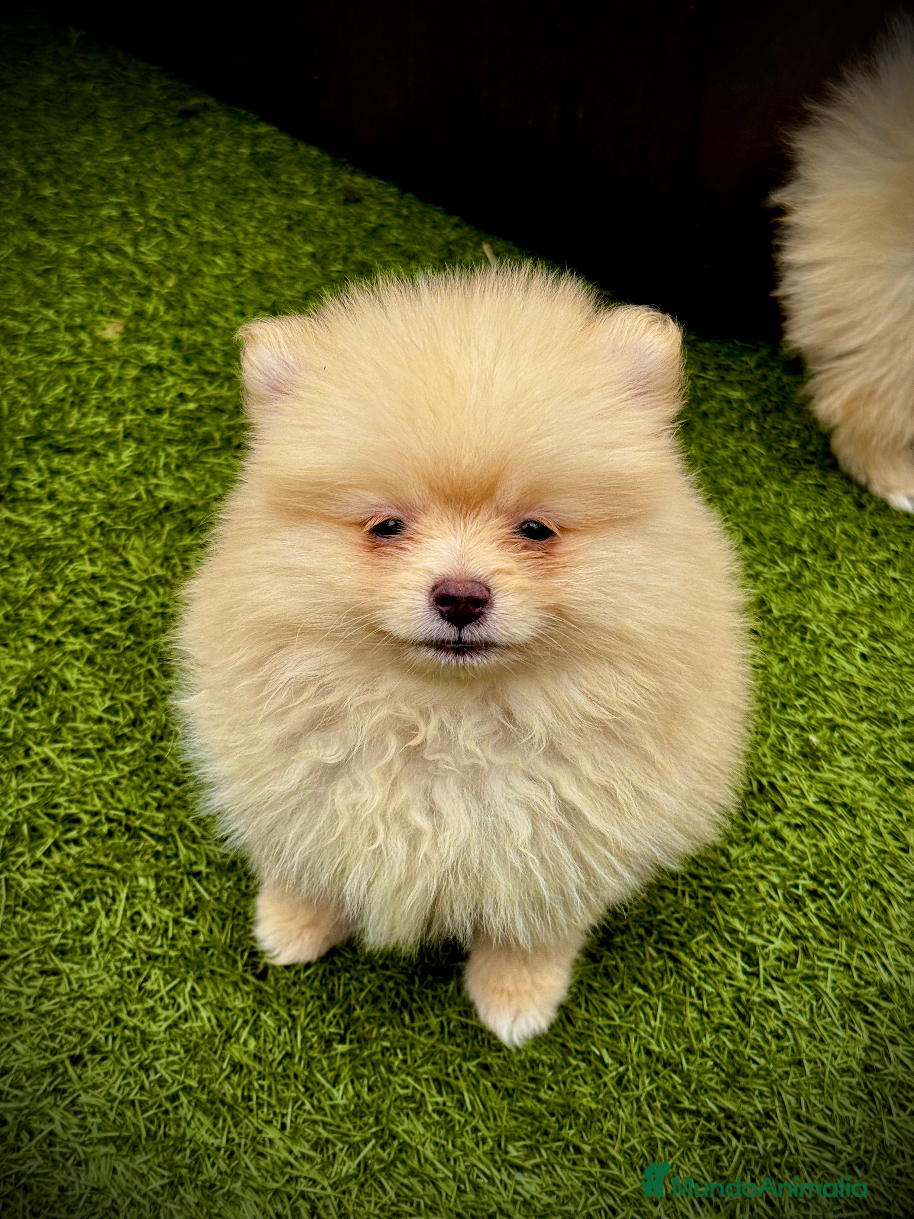 Pomerania perros Pomerania toy - Anuncio 19