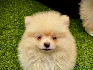 Pomerania perros Pomerania toy - Anuncio 5