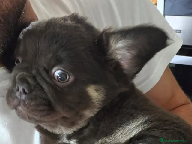 Bulldog Francés perros en venta: Bulldog frances fluffy - Anuncio 3