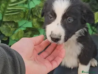 Border Collie perros Excelente cachorro border collie - Anuncio 20