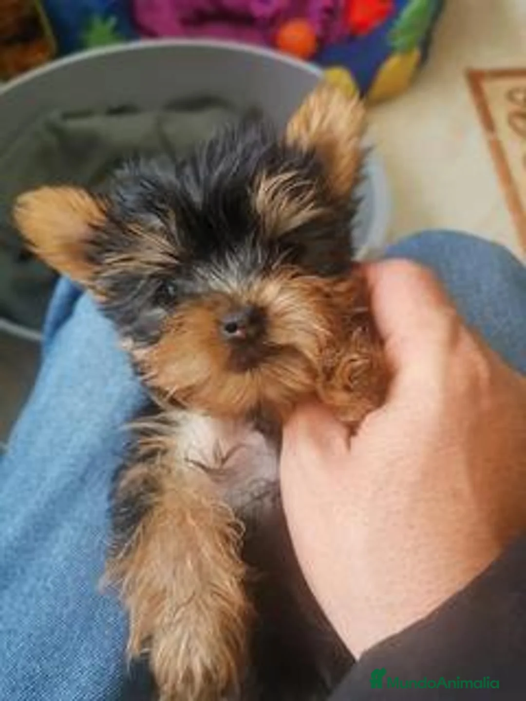 Yorkshire Terrier perros en venta: yorkshire miniatura  - Anuncio 1