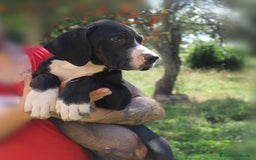 Dogo Alemán perros en venta: Dogo aleman / gran danés  - Imagen 2