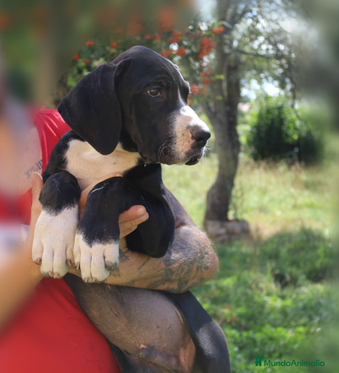 Dogo Alemán perros en venta: Dogo aleman / gran danés  - Imagen 2