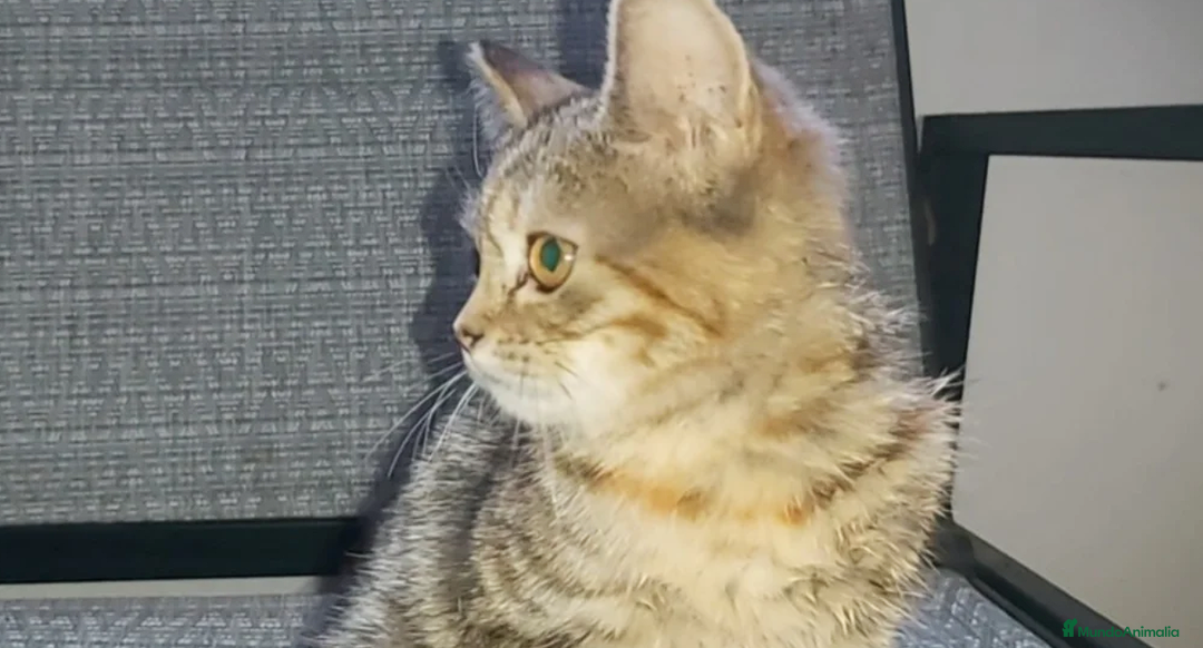 Británico de Pelo Corto gatos en venta: Gatita british shorthair (britanica pelo corto) - Imagen 3