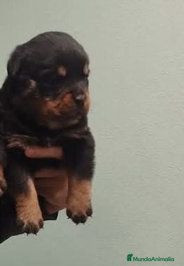 Rottweiler perros Última hembra de rottweiler  - Anuncio 1