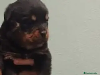 Rottweiler perros Última hembra de rottweiler - Anuncio 1