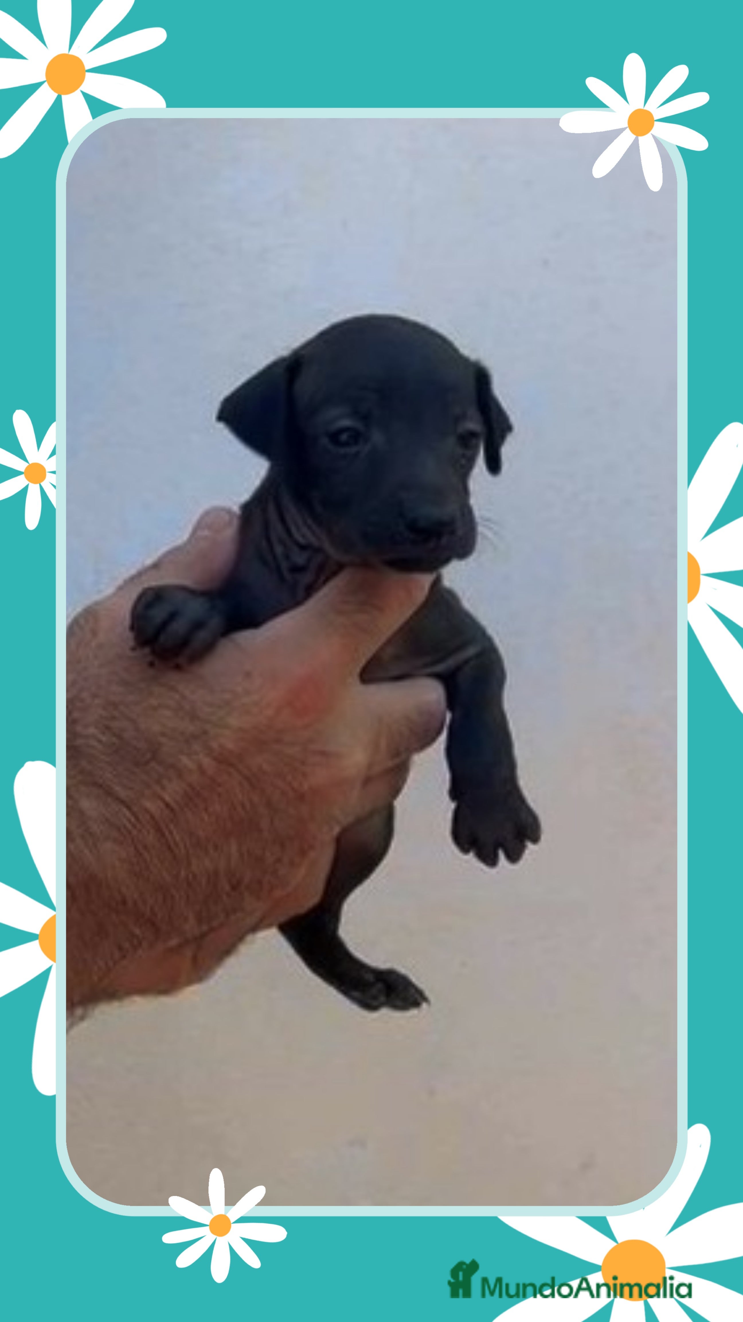 Braco Italiano perros Piccolo italiano  - Anuncio 2