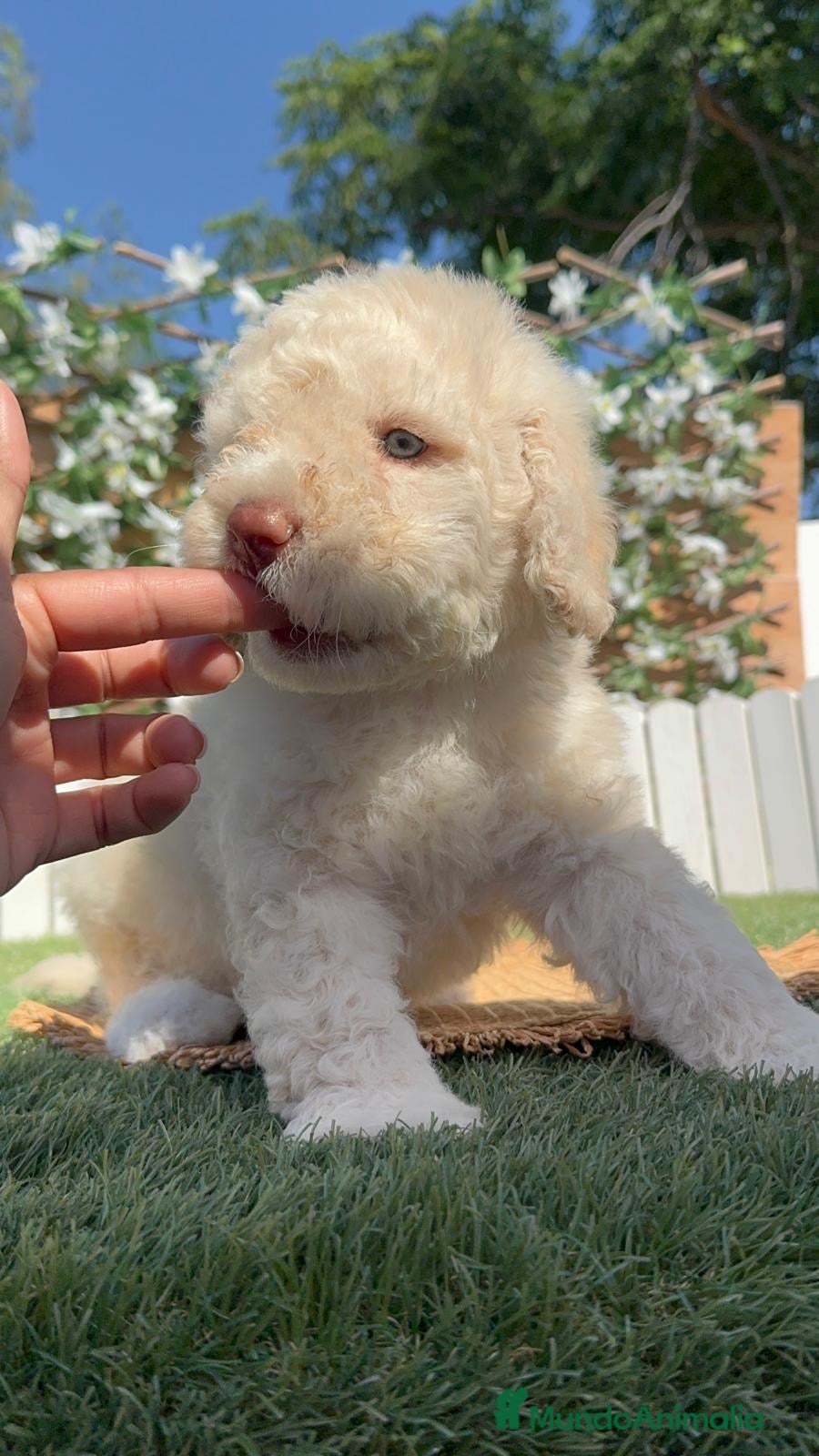 Perro de Agua Español perros en venta: PERRO DE AGUA ESPAÑOL - Anuncio 13