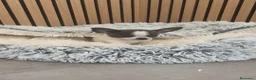 Chihuahua perros en venta: Chihuahua Toy Machitos  - Anuncio 13