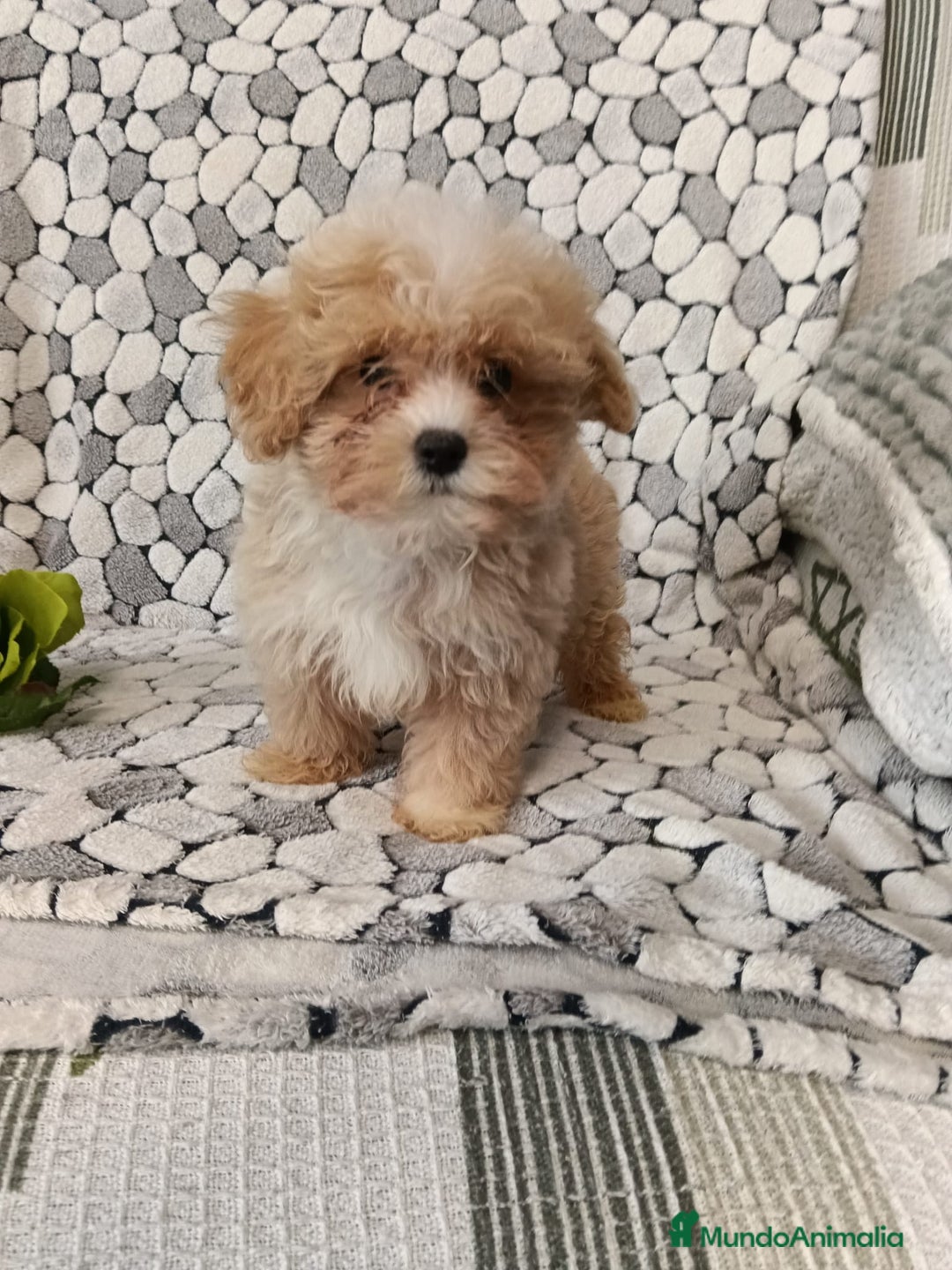 Maltipom perros en venta: Maltipoo toy  - Anuncio 1