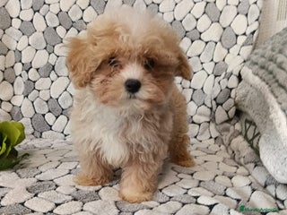 Maltipom perros Maltipoo toy - Anuncio 2