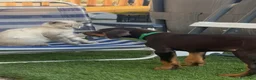 Dobermann perros en venta: Preciosos dobermans chocolate - Anuncio 2