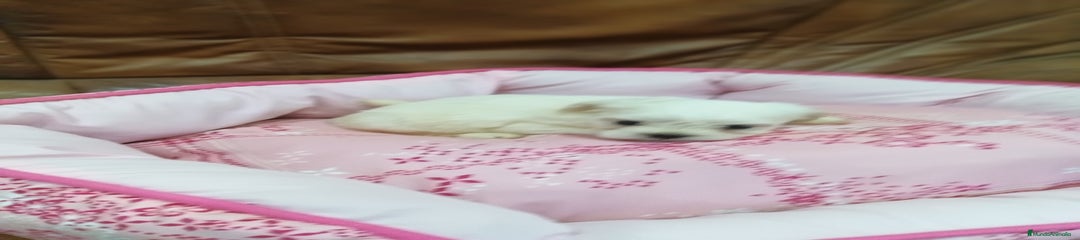 Bichón Maltés Cachorro 1