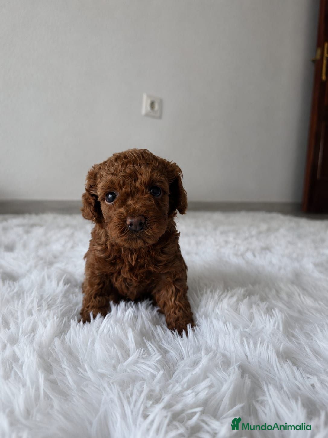 Caniche Toy perros CANICHE TOY - Anuncio 1