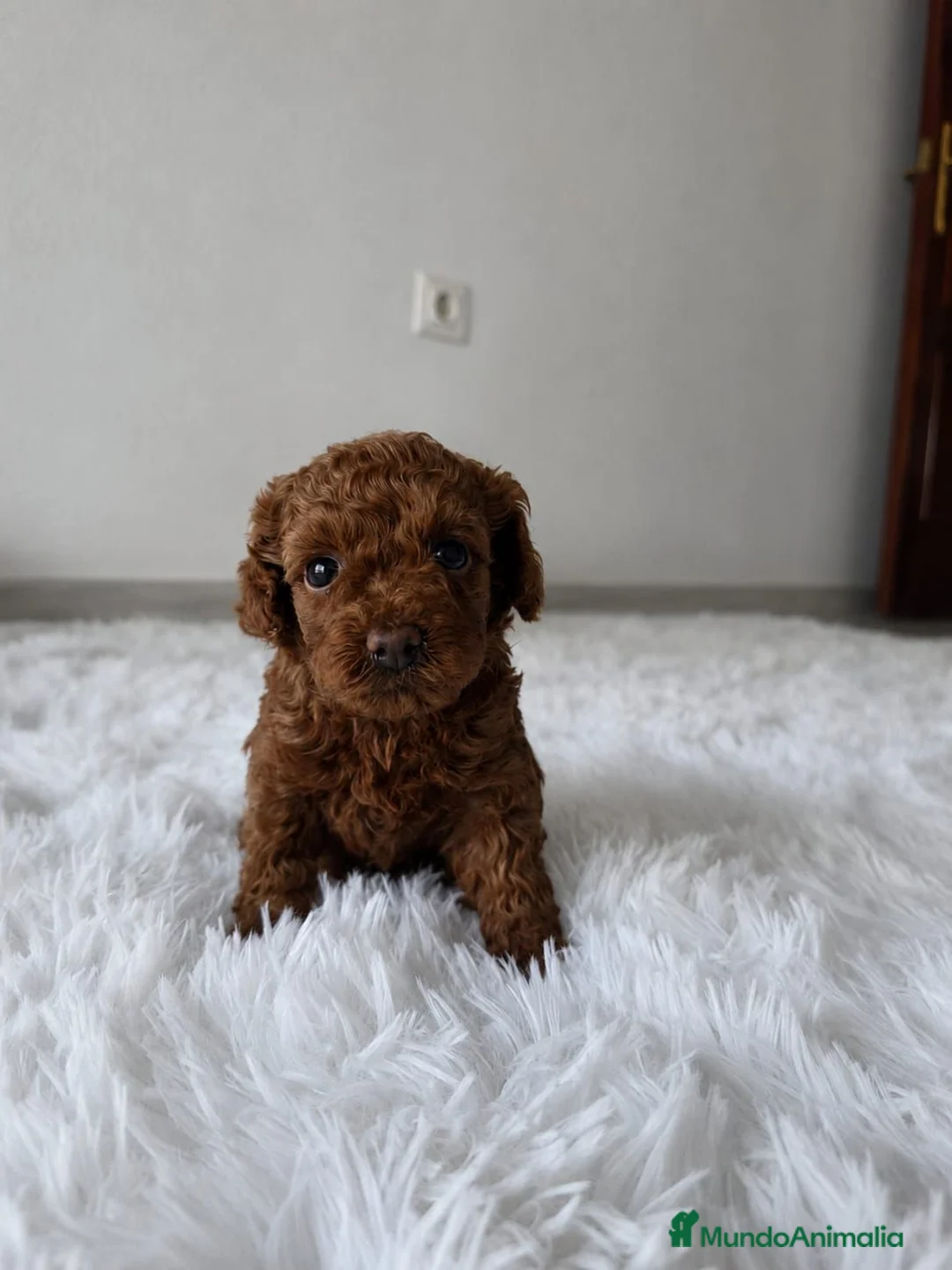 Caniche Toy perros en venta: CANICHE TOY - Anuncio 1