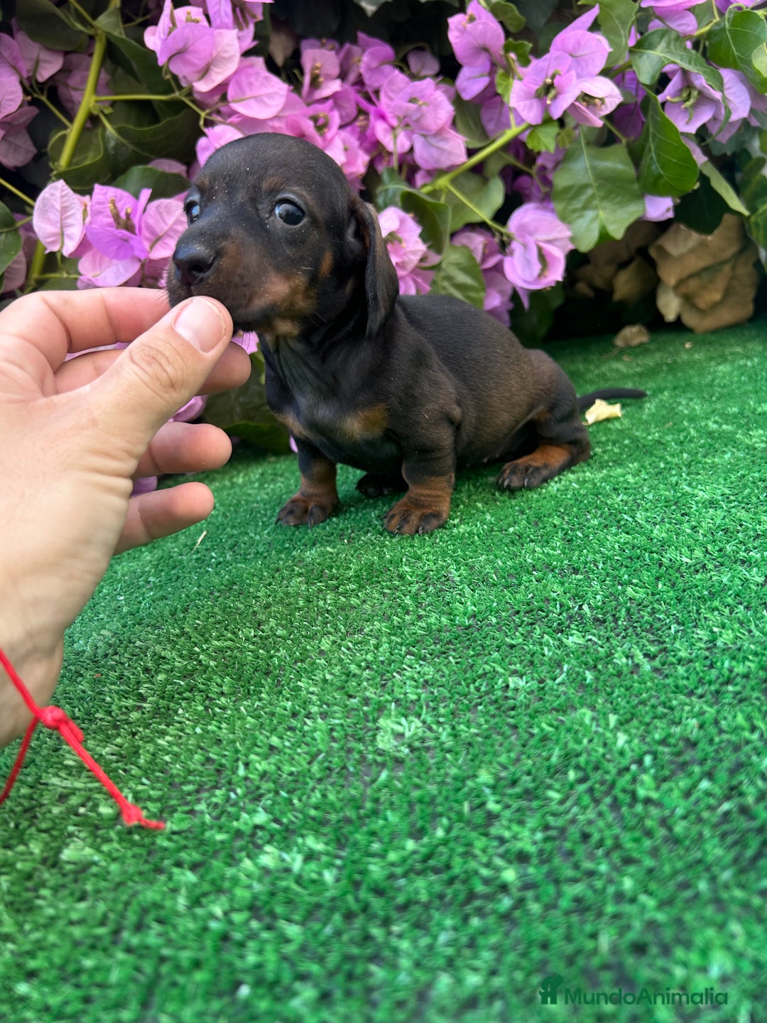 Teckel Miniatura perros en venta: teckel mini  - Imagen 2