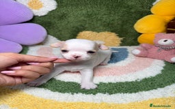 Chihuahua perros en venta: Camada de Chihuahua  - Imagen 6
