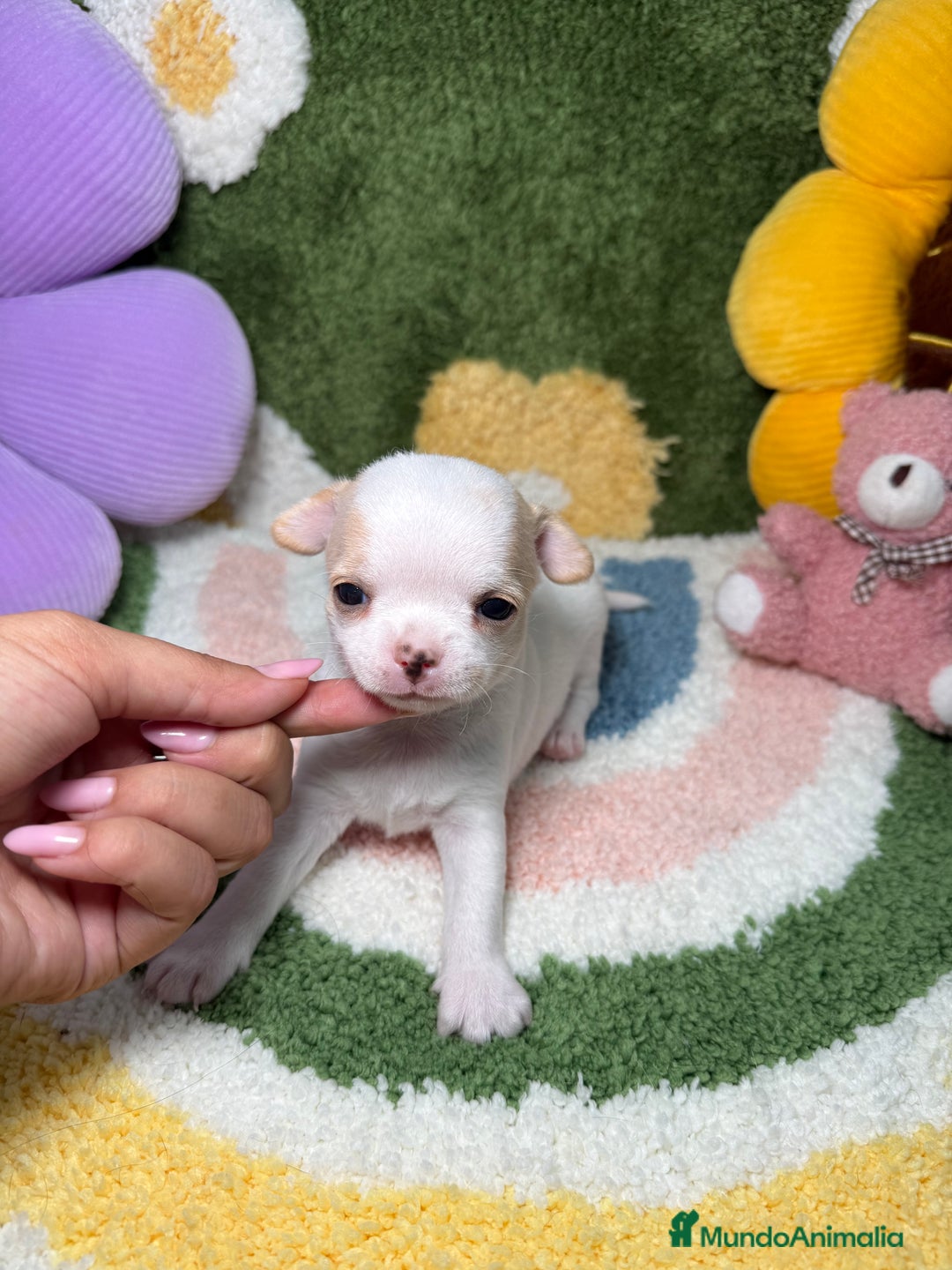 Chihuahua perros en venta: Camada de Chihuahua  - Imagen 6
