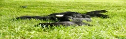 Labrador Retriever perros en venta: Cachorros de Labrador Retriever Negros - Anuncio 7