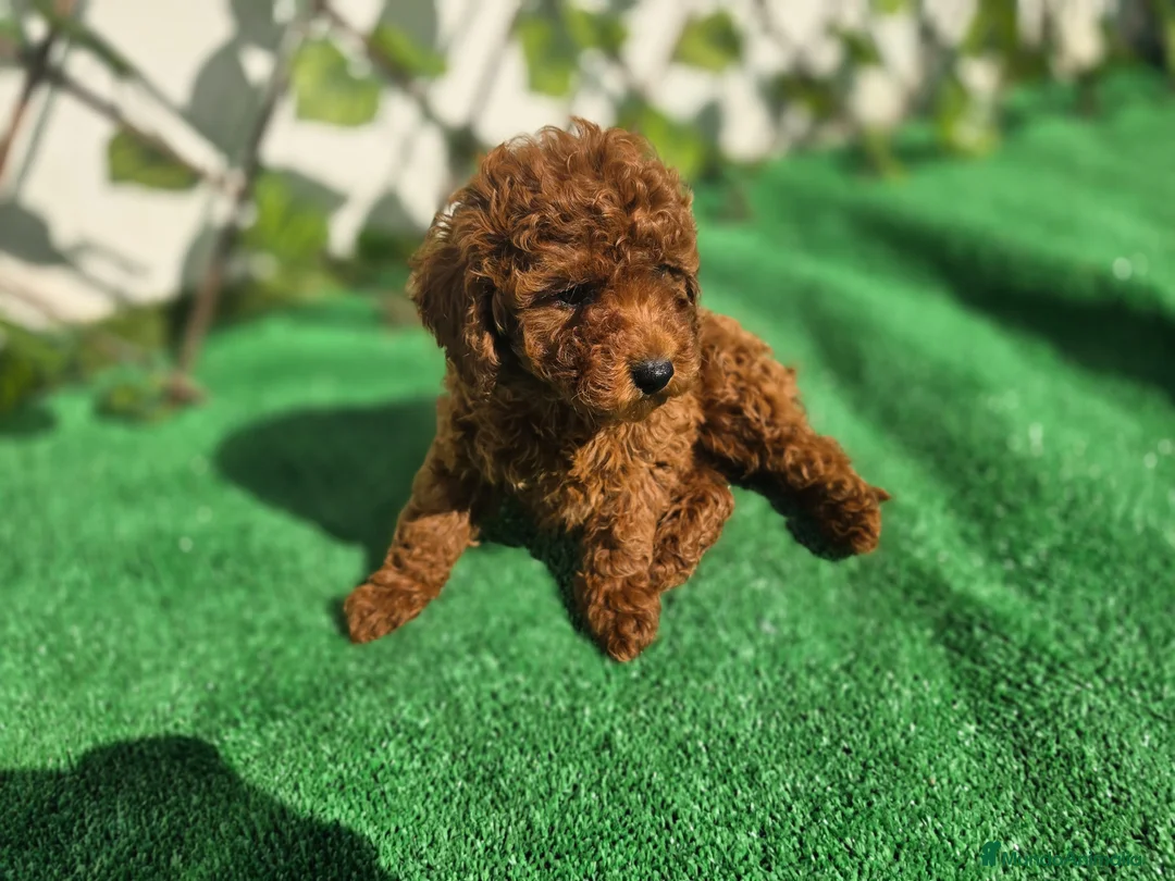 Caniche Toy perros en venta: CANICHE TOY  - Anuncio 2