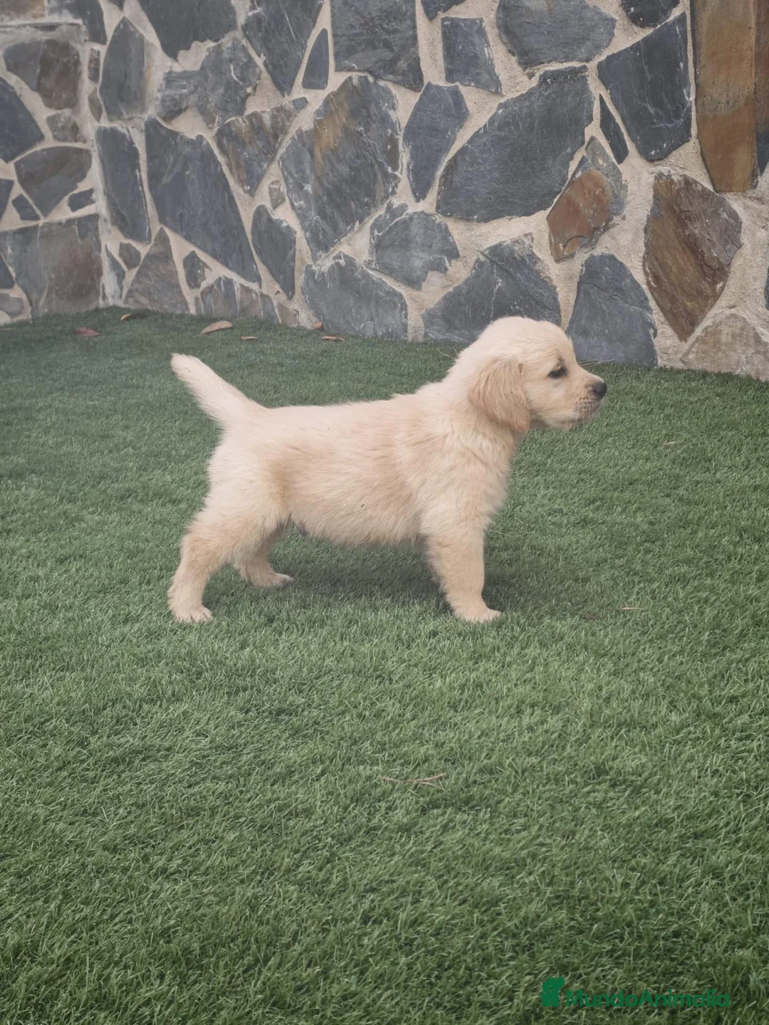 Golden Retriever perros en venta: Golden Retriever  - Anuncio 2