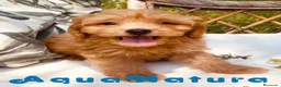 Caniche Toy perros en venta: Havapoo Macho de Haya y Alejo 6888 - AQUANATURA en Barcelona - Anuncio 4